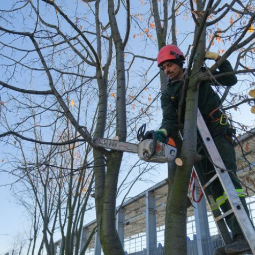 Intervenții pentru siguranța arborilor din Brașov