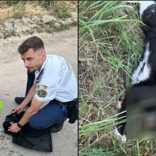 Intervenție inedită pentru 3 polițiști din Predeal!