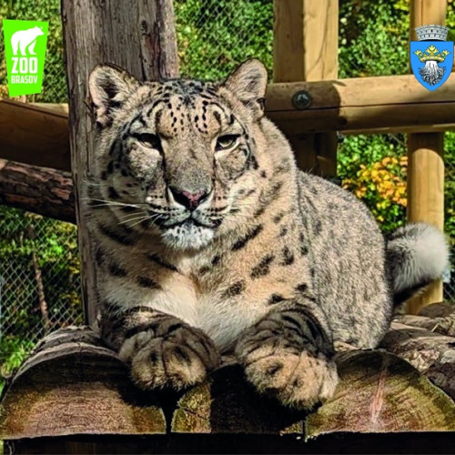Brașov: Autoritățile cer proceduri clare pentru animalele periculoase evadate din grădinile zoologice