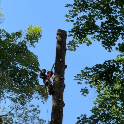 Soluția pentru arborii periculoși de Sub Tâmpa: extragere, toaletare și plantare de arbori tineri. „Punem în practică ceea ce ne spun specialiștii, să nu ne dăm noi cu părerea ce ar fi bine sau nu”