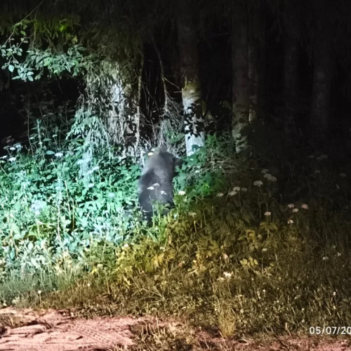 Un pui de urs a fost capturat la Râșnov și apoi a fost relocat într-o zonă îndepărtată de oraș. Primăria pune 3 kilometri de gard electric ca să țină sălbăticiunile la distanță