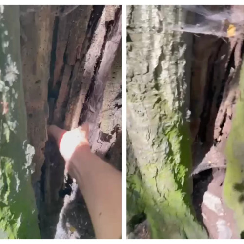 VIDEO Imagini cu starea de degradare în care se află mai mulți arbori de sub Tâmpa, care aparent par verzi și sănătoși. În cazul multora dintre aceștia, trunchiul este putrezit la bază aproape în totalitate, astfel că există riscul apariției unor noi incidente