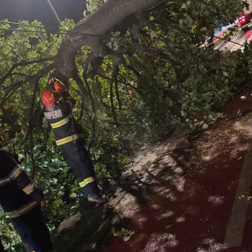 FOTO Arborele care a căzut aseară peste o mașină lângă Spitalul Astra era putred și a cedat, deși părea verde și sănătos