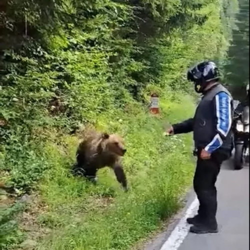 Puii ursoaicei împușcate pe Transfăgărășan, de negăsit / Autoritățile trebuiau să-i localizeze și să-i relocheze la Sanctuarul de Urși de la Zărnești