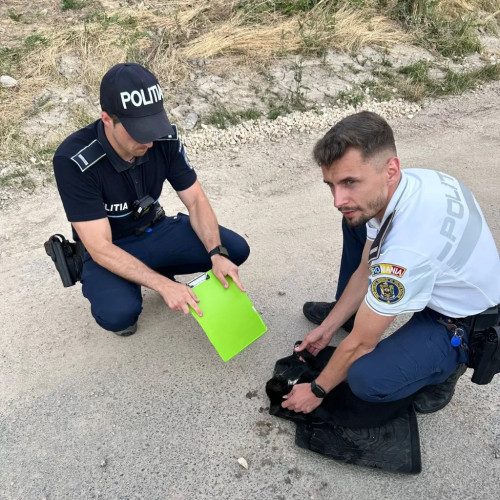 Pisicuță salvată de o patrulă de poliție în Predeal
