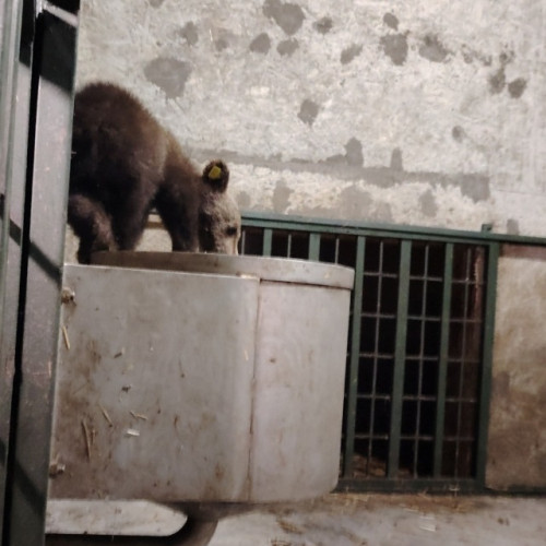Unul dintre cei 3 pui ai ursoicei ucise pe Transfăgărășan a fost găsit și a ajuns la Sanctuarul de la Zărnești (FOTO)
